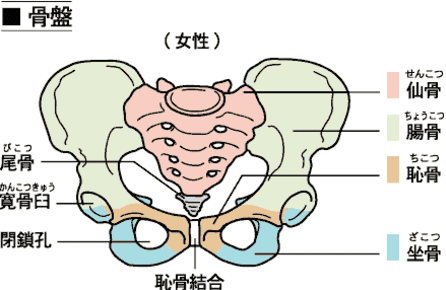 骨盤女性