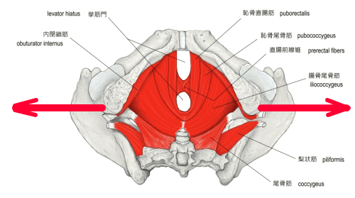 骨盤底筋 /></p>
<span class=