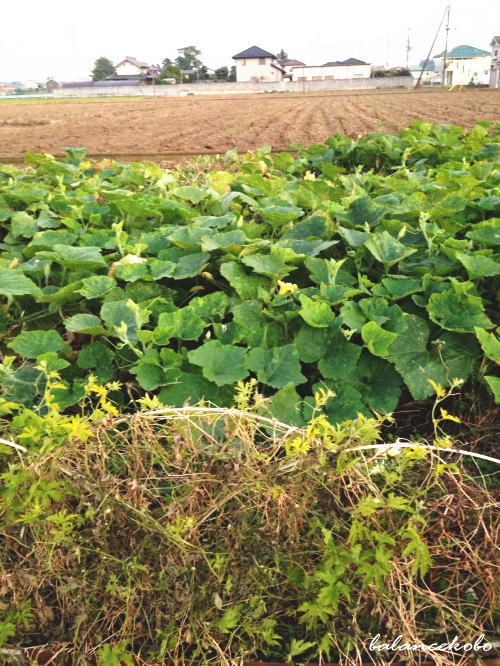 埼玉県 加須市 南篠崎へ【最寄り駅:花崎駅】