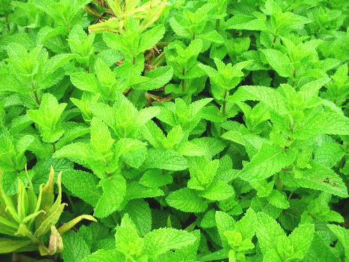 ��t�� �s��s �փ����ֈ�R�}���ijpg